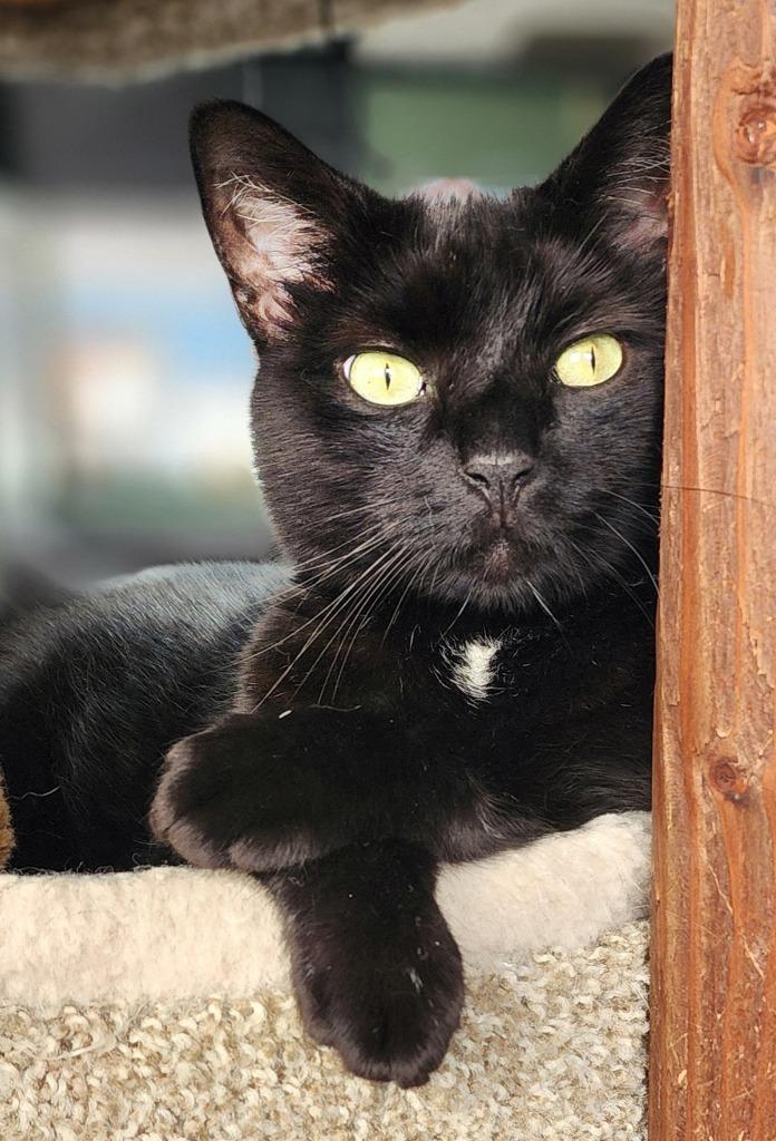 Charm, a Adoptable mixed breed in Port Jervis, NY image 3/5