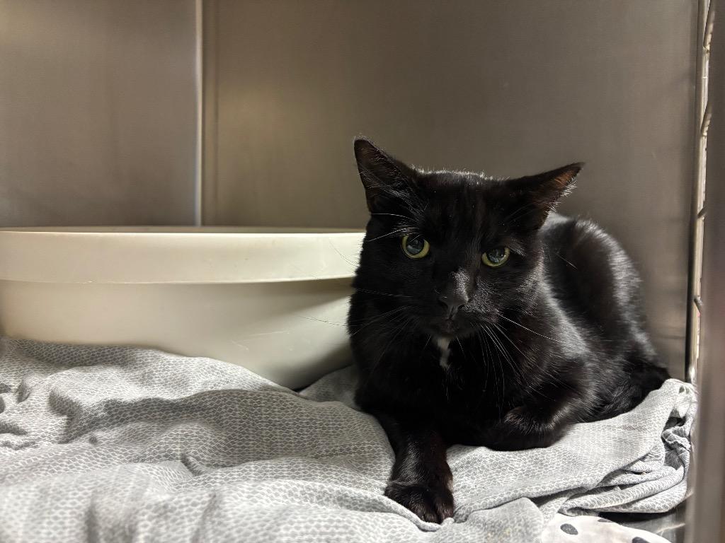 Charm, a Adoptable mixed breed in Port Jervis, NY image 4/5