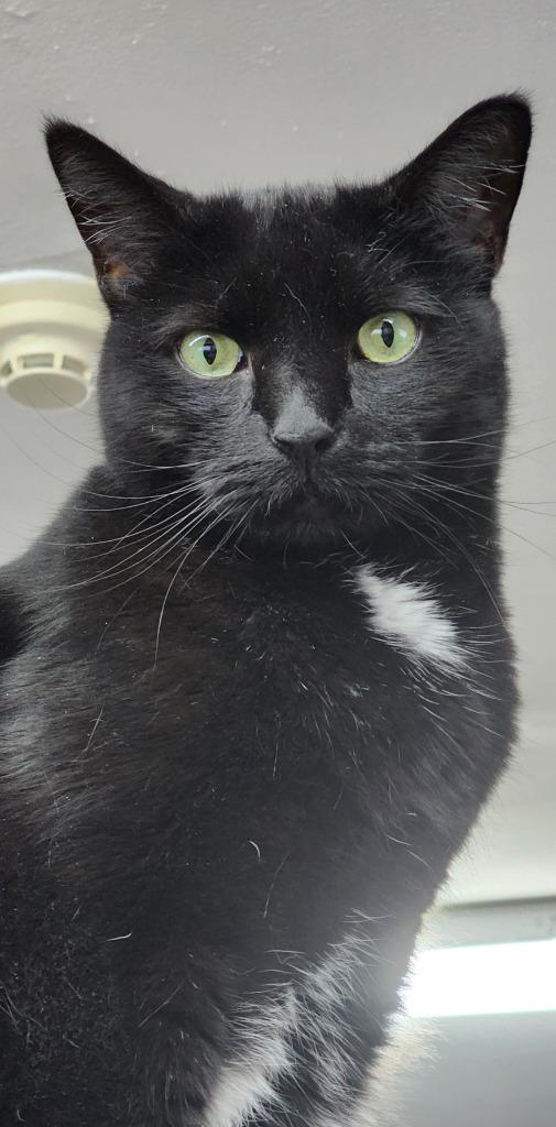 Enlarge Charm, a Adoptable mixed breed in Port Jervis, NY image 4/6