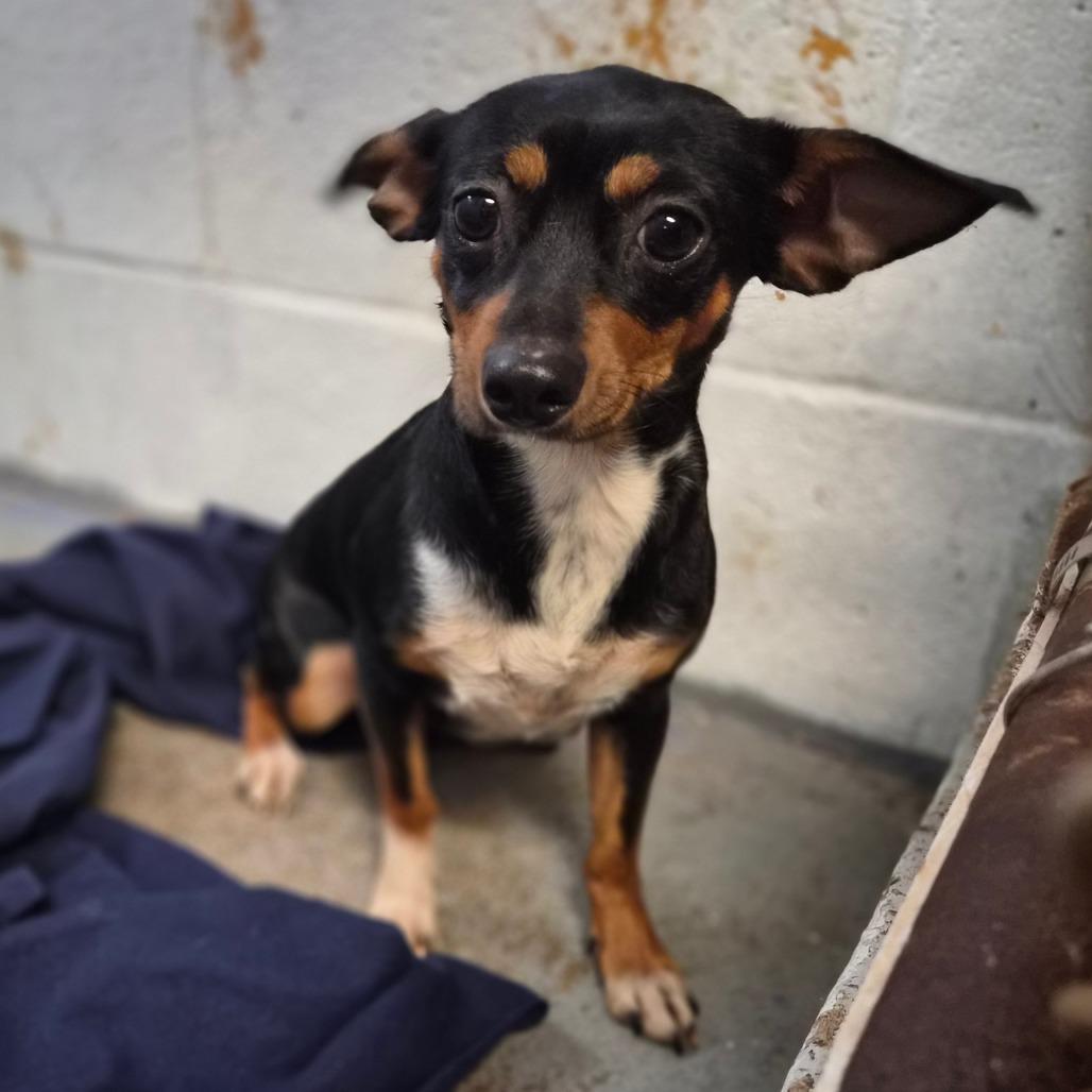 Twyla, Adoptable, Adult Female Chihuahua.