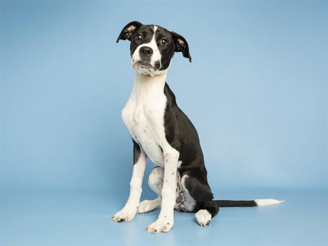 MANGO, Adoptable, Puppy Female Boxer.