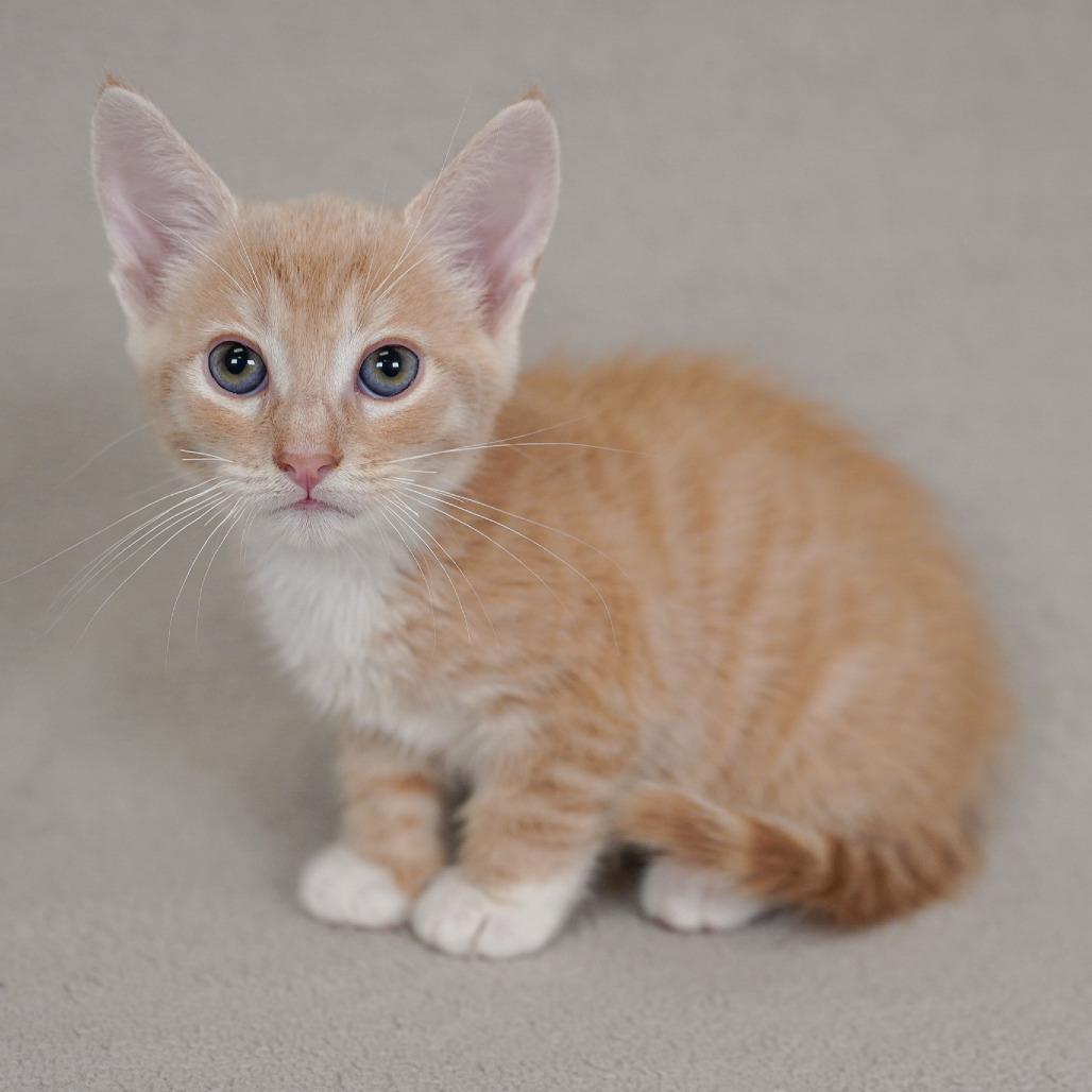 Enlarge Stevie, a Adoptable Domestic Short Hair in Sunnyvale, CA image 1/2