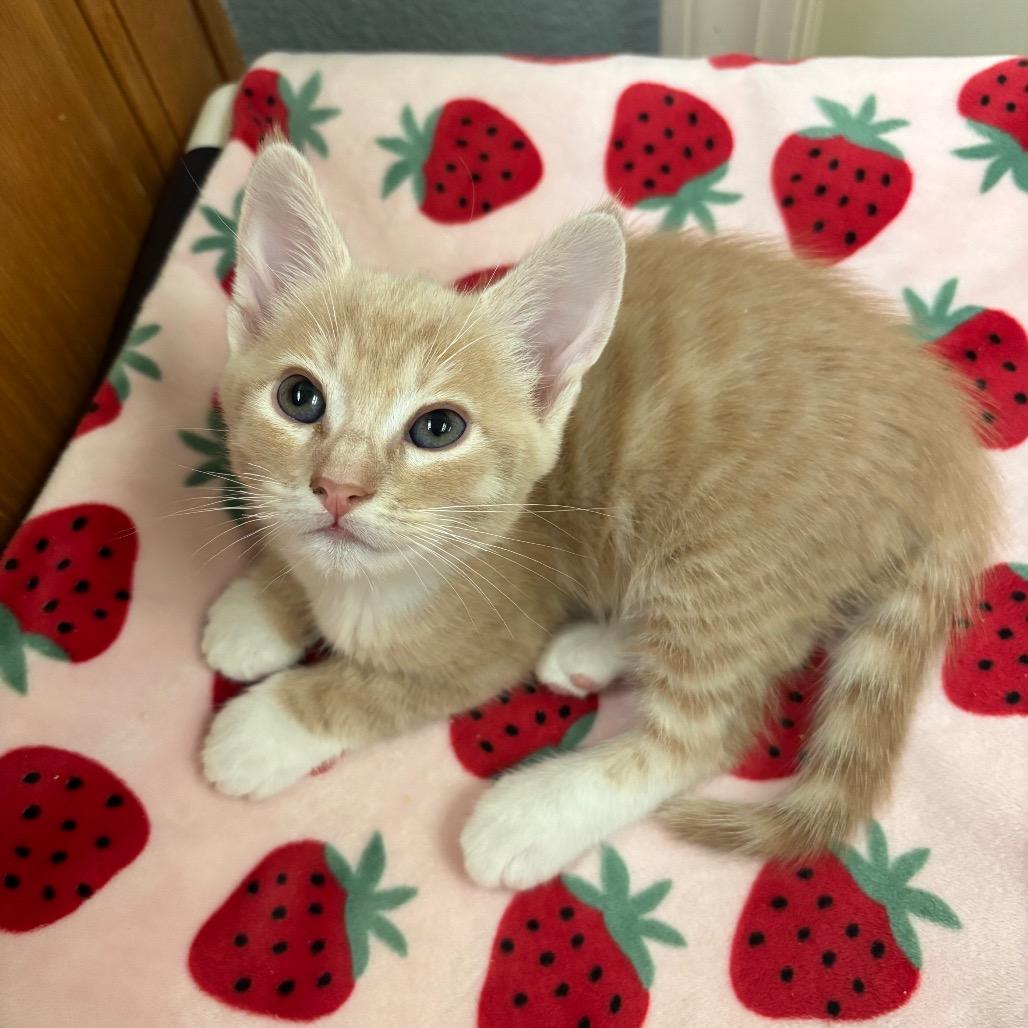 Enlarge Stevie, a Adoptable Domestic Short Hair in Sunnyvale, CA image 2/2