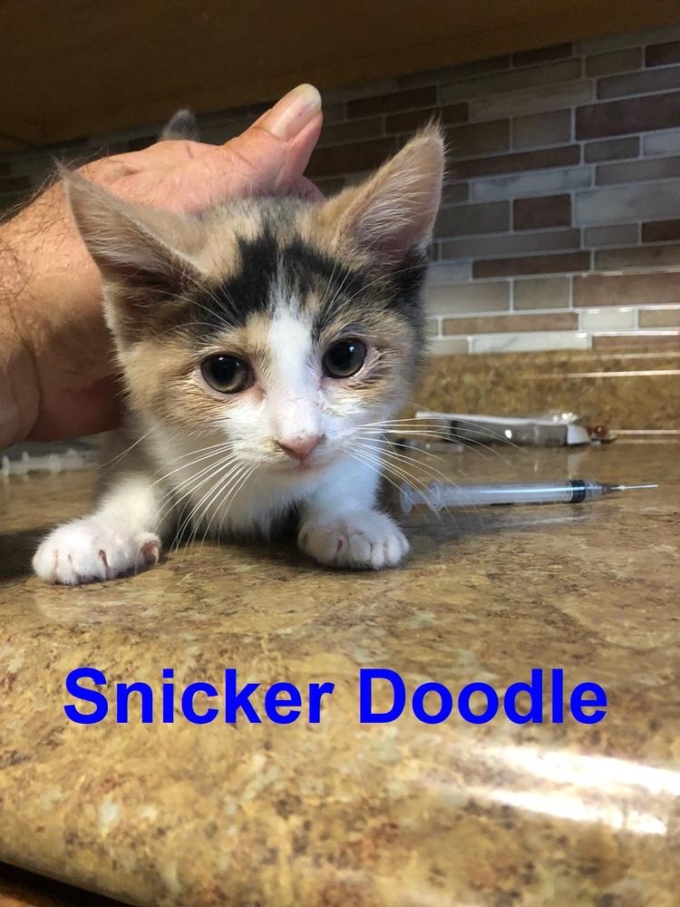 Enlarge Snicker Doodle, a Adopted mixed breed in Westbury, NY image 1/1