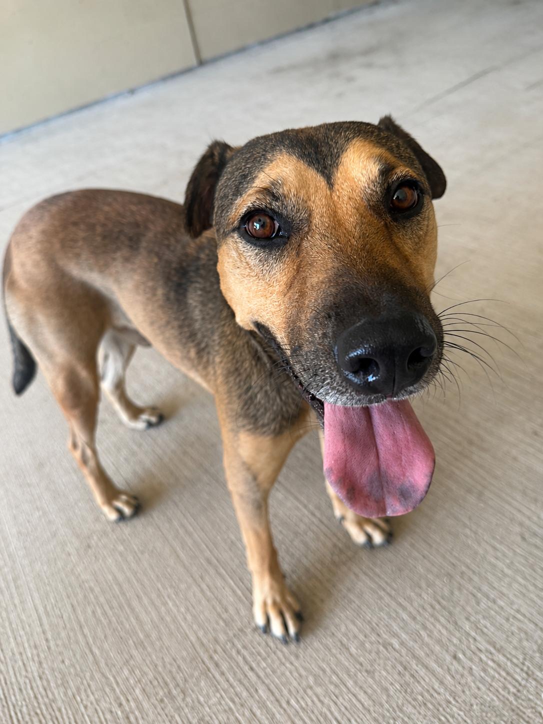 Maui, Adoptable, Adult Male Shar-Pei & German Shepherd Dog.