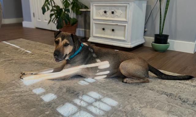 Enlarge Maui, a Adoptable mixed breed in Midway, UT image 3/3