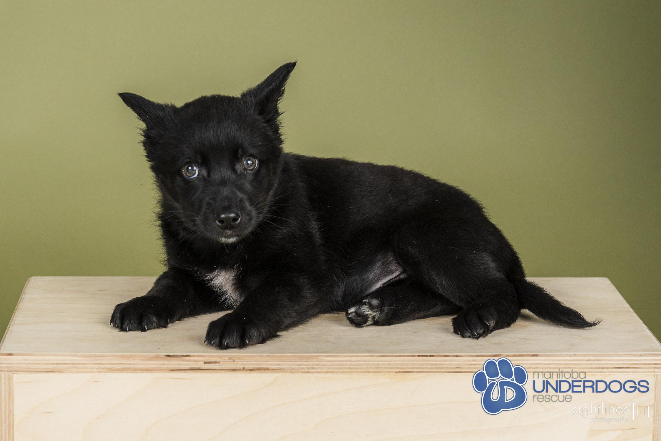 Fantine, a Adoptable mixed breed in Winnipeg, MB image 2/4