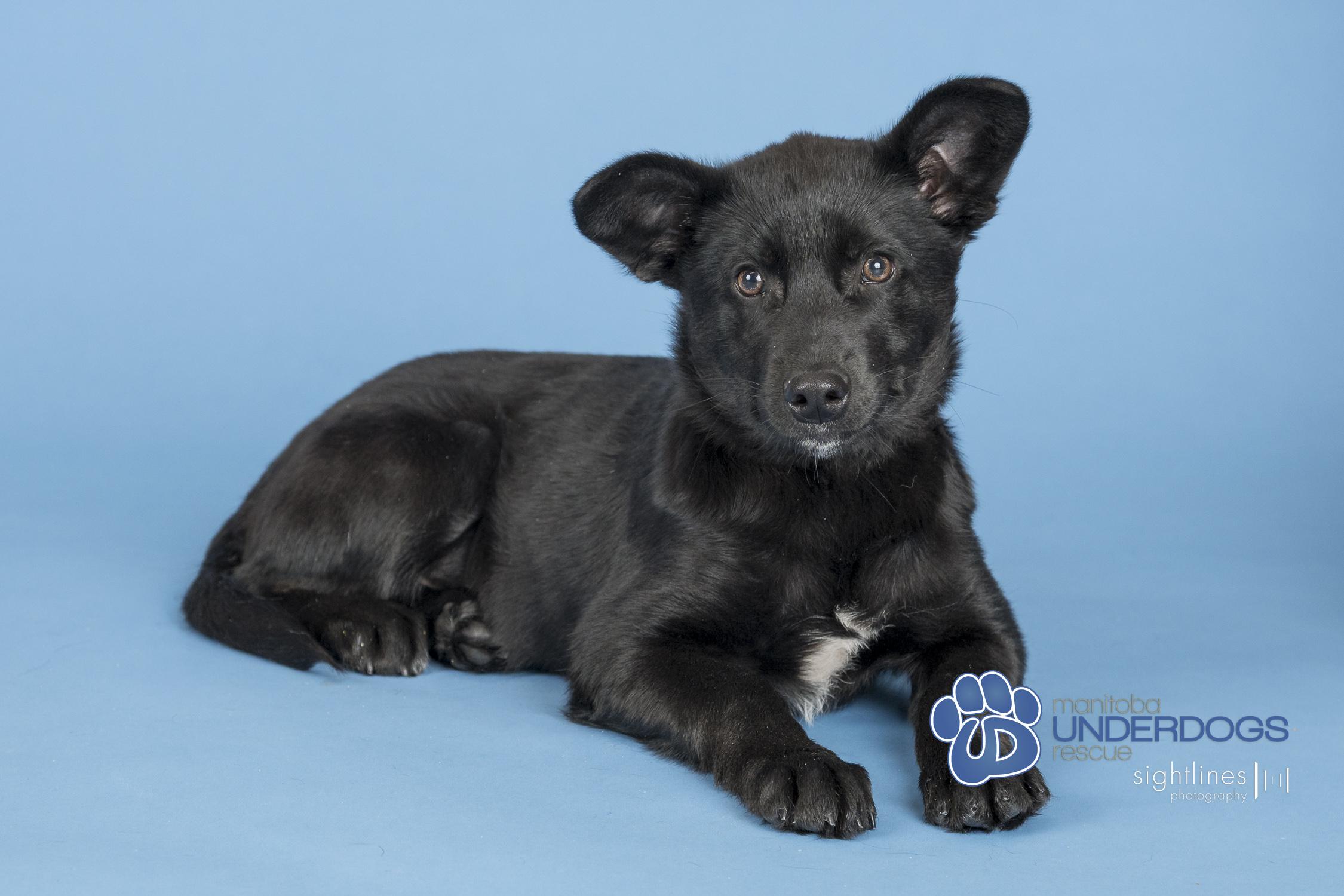 Fantine, Adoptable, Puppy Female Husky & Collie.