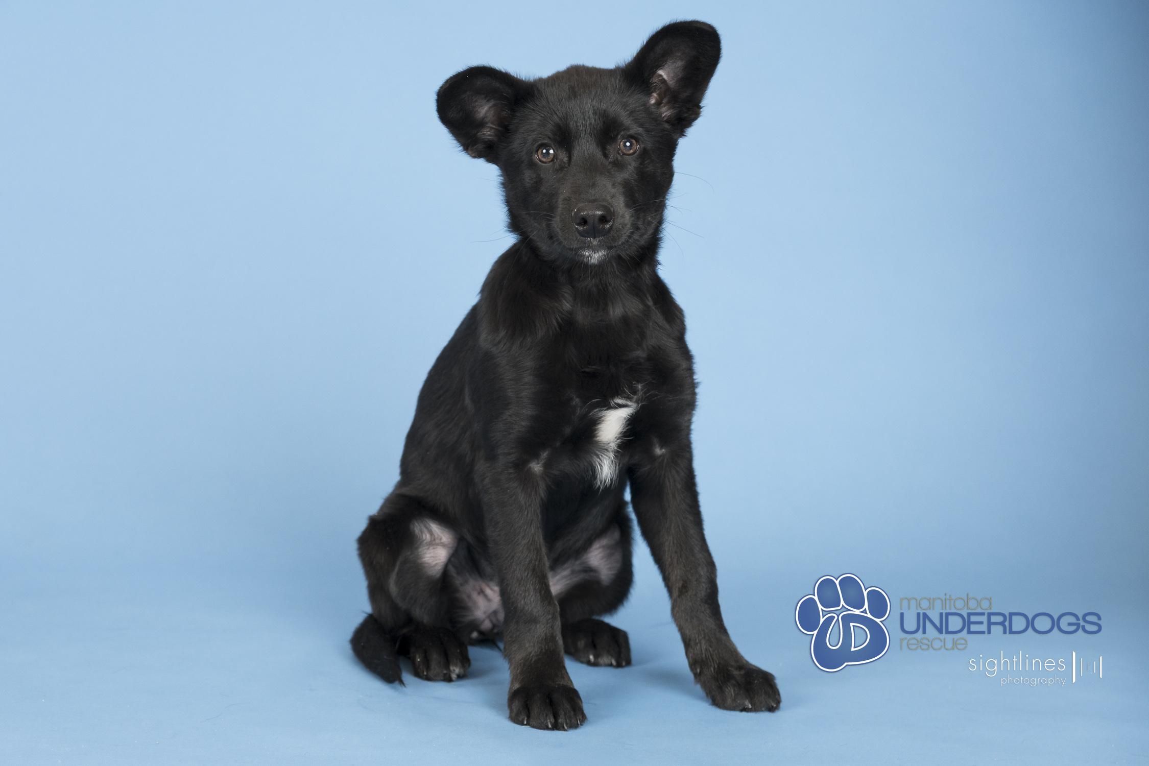 Enlarge Fantine, a Adoptable mixed breed in Winnipeg, MB image 2/3
