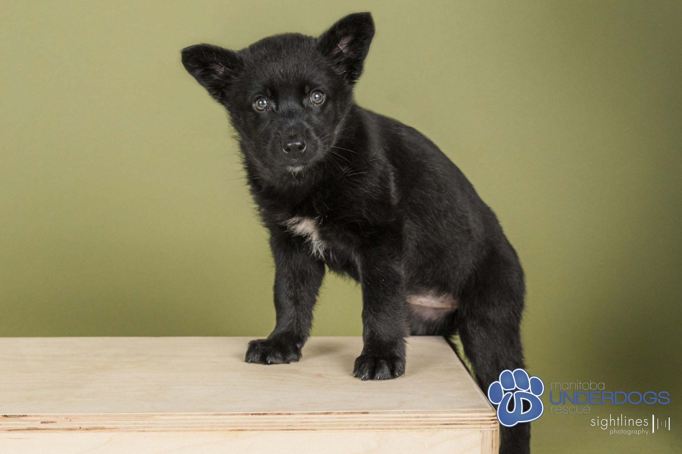 Fantine, a Adoptable mixed breed in Winnipeg, MB image 3/4