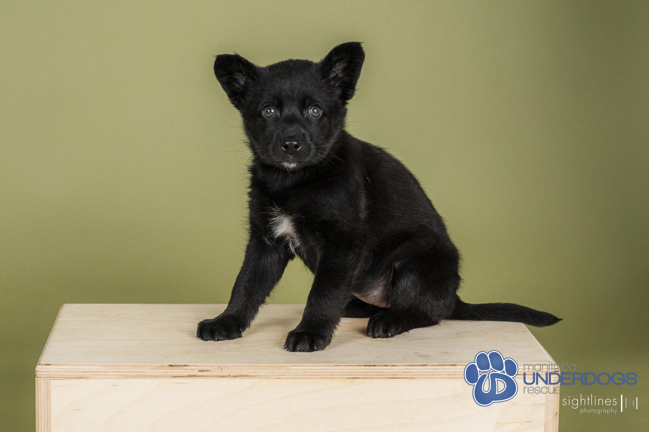 Fantine, a Adoptable mixed breed in Winnipeg, MB image 4/4