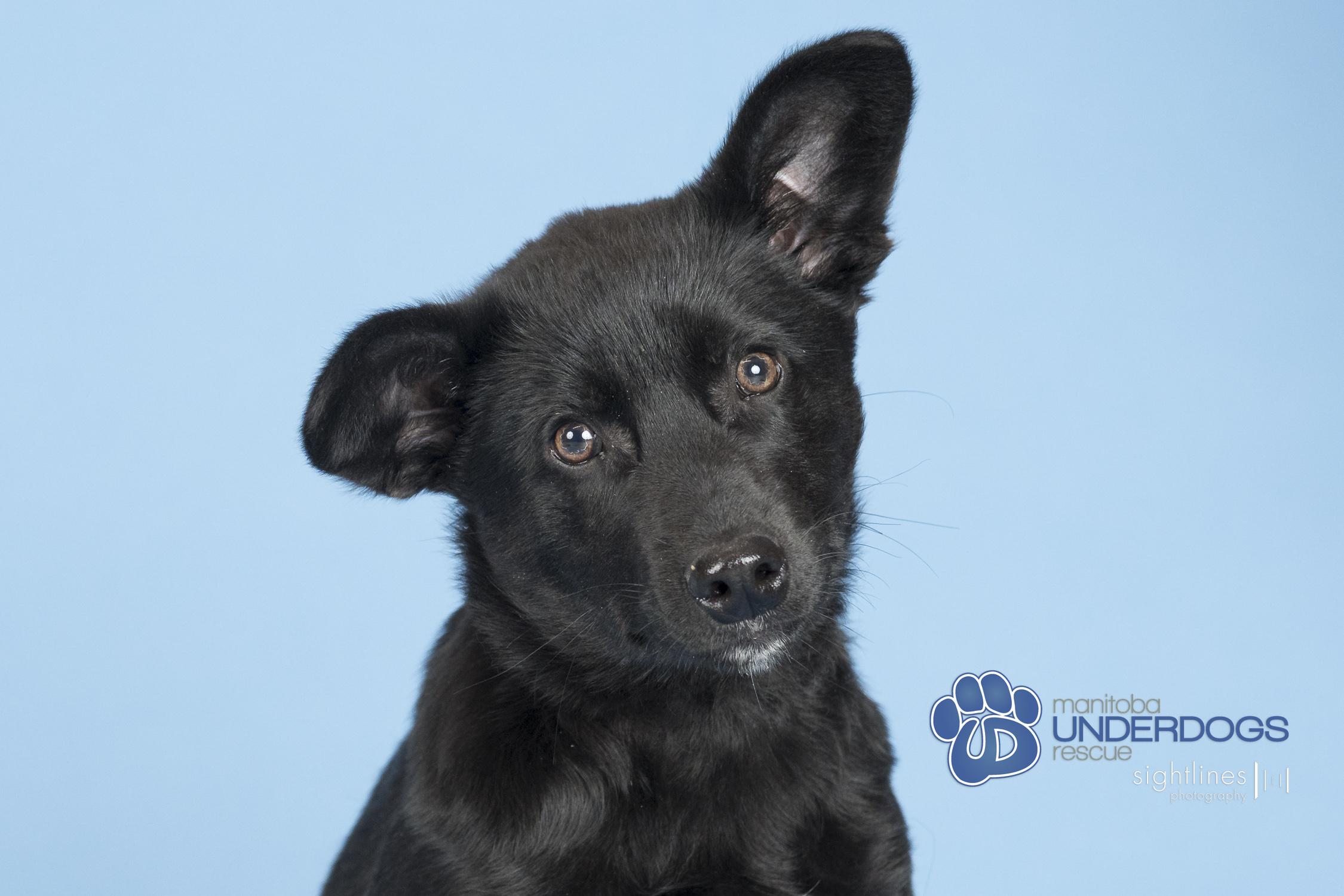 Enlarge Fantine, a Adoptable mixed breed in Winnipeg, MB image 3/3
