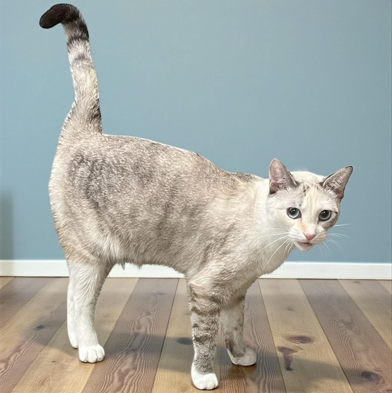 Enlarge Kira — A Soft, Loving Soul Waiting for the Right Person, a Adoptable mixed breed in Hillsboro, TX image 3/6