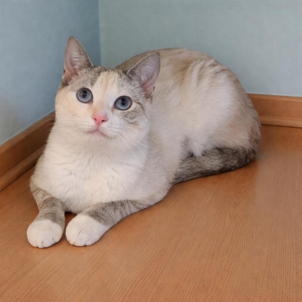 Enlarge Kira — A Soft, Loving Soul Waiting for the Right Person, a Adoptable mixed breed in Hillsboro, TX image 2/6