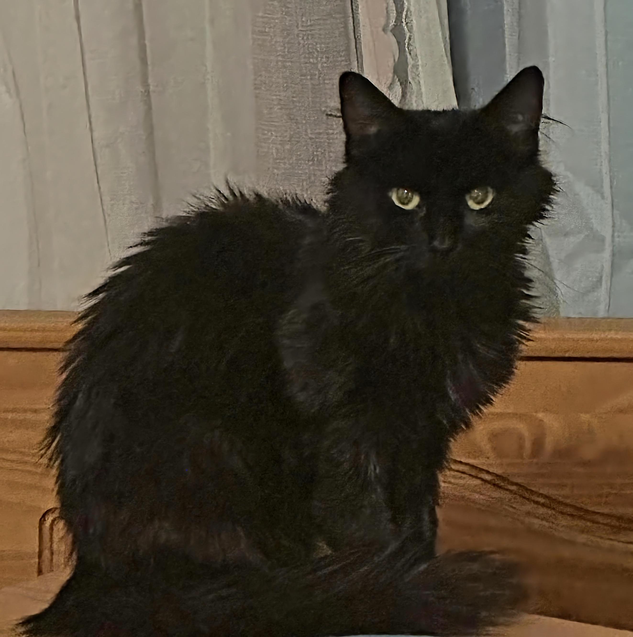 Enlarge Evalina - Sweet, affectionate and playful, a Adoptable Domestic Medium Hair in Muskego, WI image 4/5