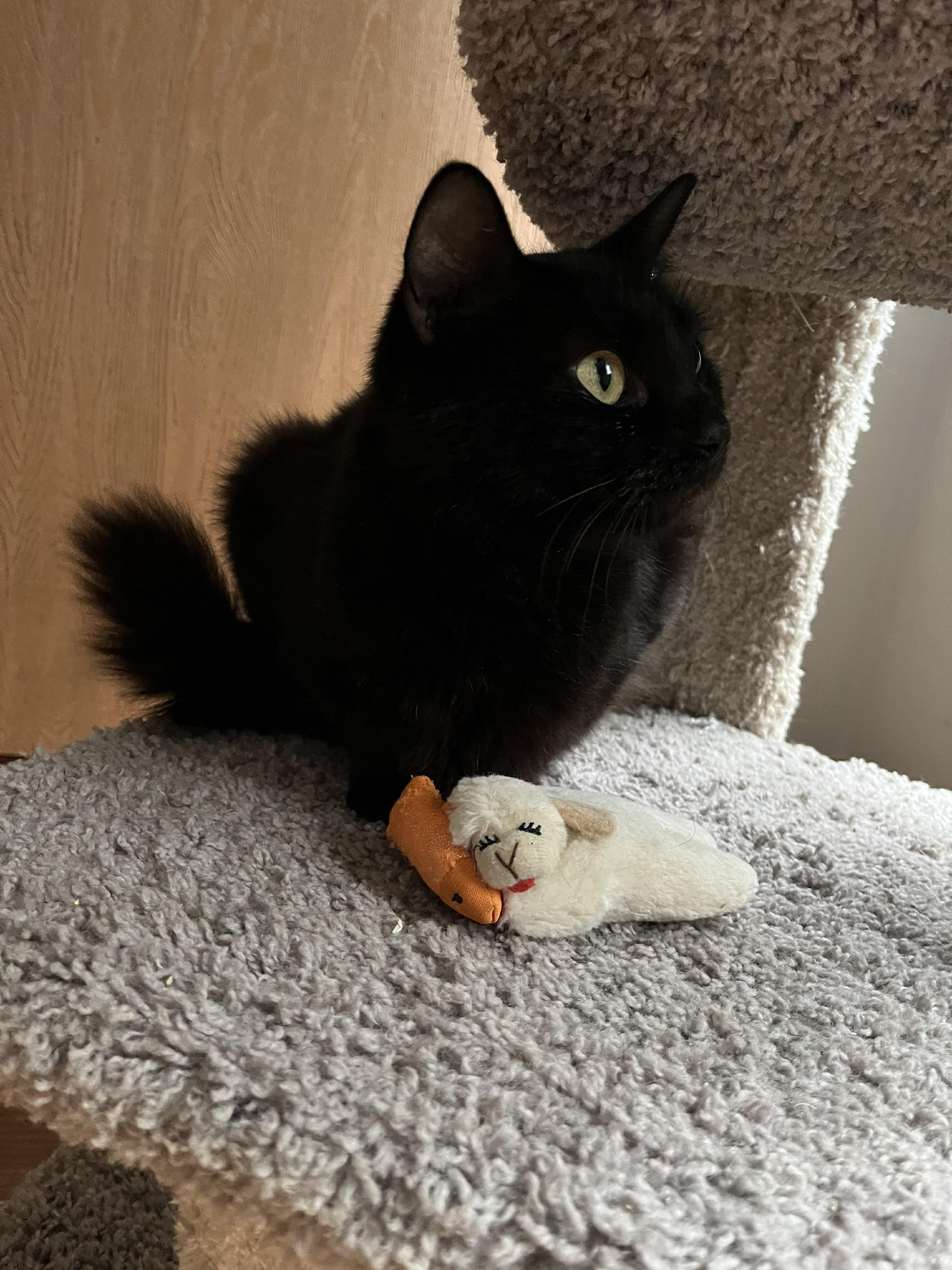 Enlarge Evalina - Sweet, affectionate and playful, a Adoptable Domestic Medium Hair in Muskego, WI image 5/5