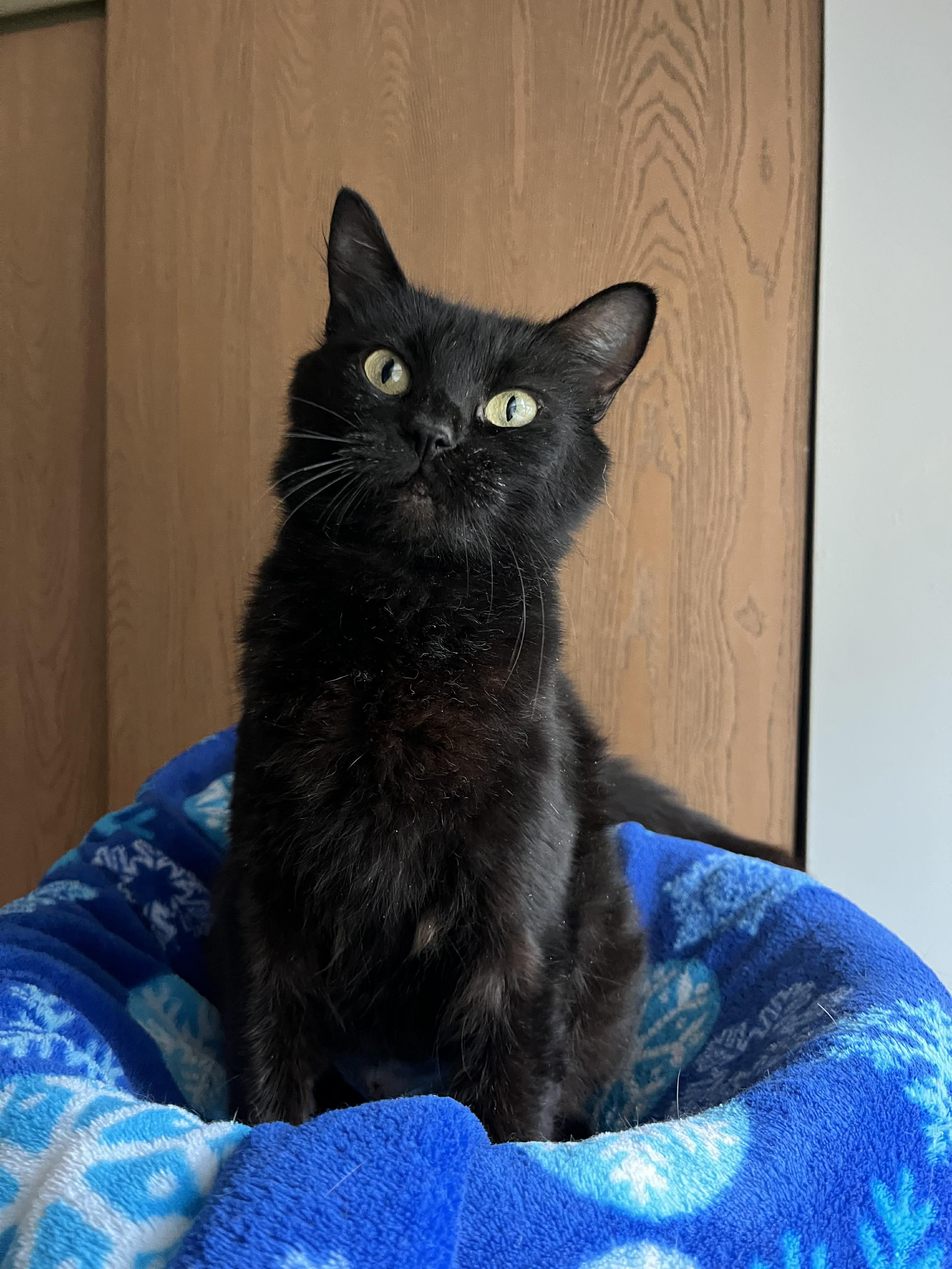Enlarge Evalina - Sweet, affectionate and playful, a Adoptable Domestic Medium Hair in Muskego, WI image 1/5