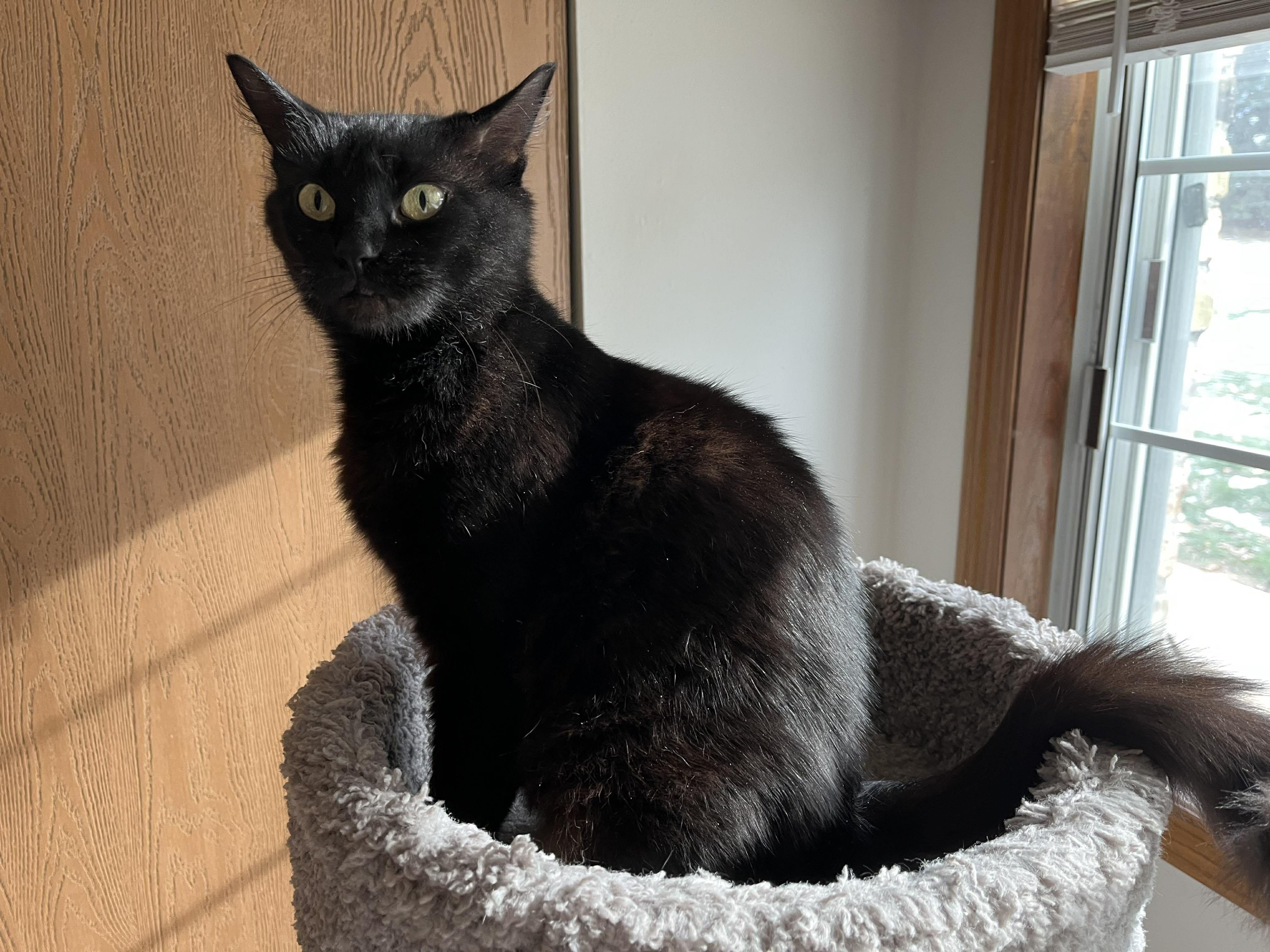 Enlarge Evalina - Sweet, affectionate and playful, a Adoptable Domestic Medium Hair in Muskego, WI image 2/5