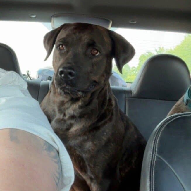 Max, Adoptable, Young Female Rottweiler & Pit Bull Terrier.