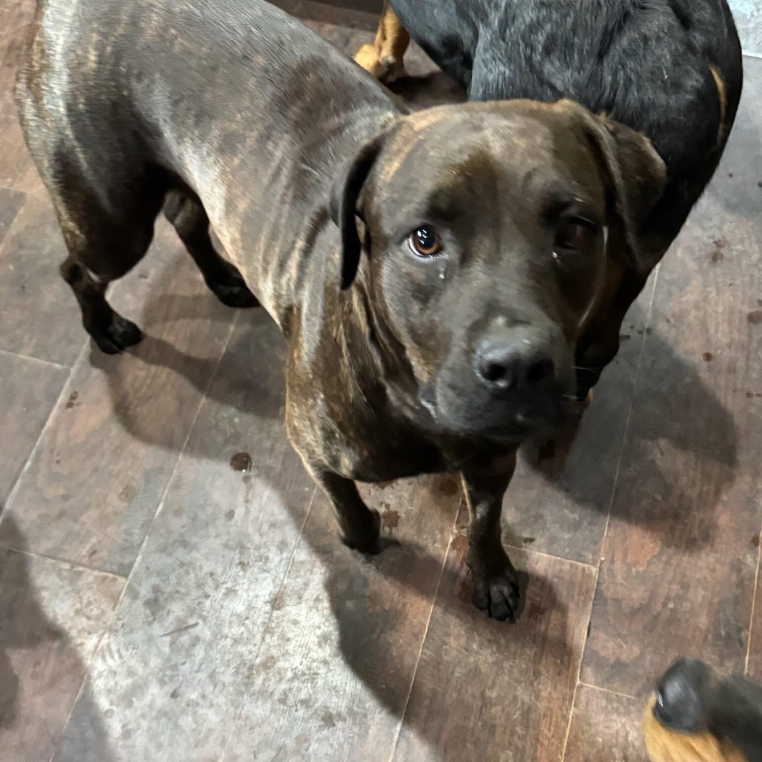 Max, an adoptable Rottweiler, Pit Bull Terrier in Midland, MI, 48642 | Photo Image 4