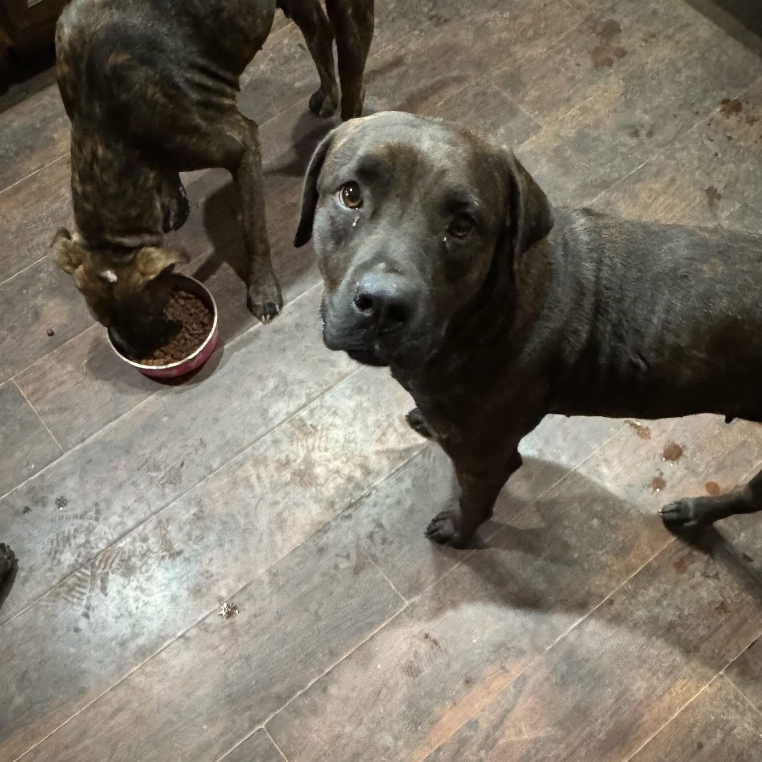 Max, a Adoptable mixed breed in Midland, MI image 3/5