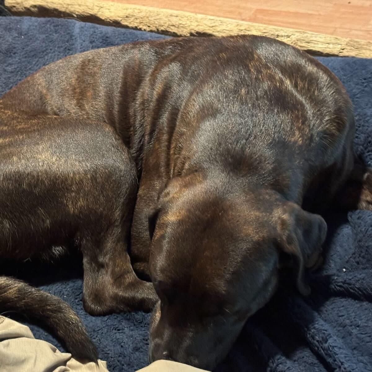Max, an adoptable Rottweiler, Pit Bull Terrier in Midland, MI, 48642 | Photo Image 2