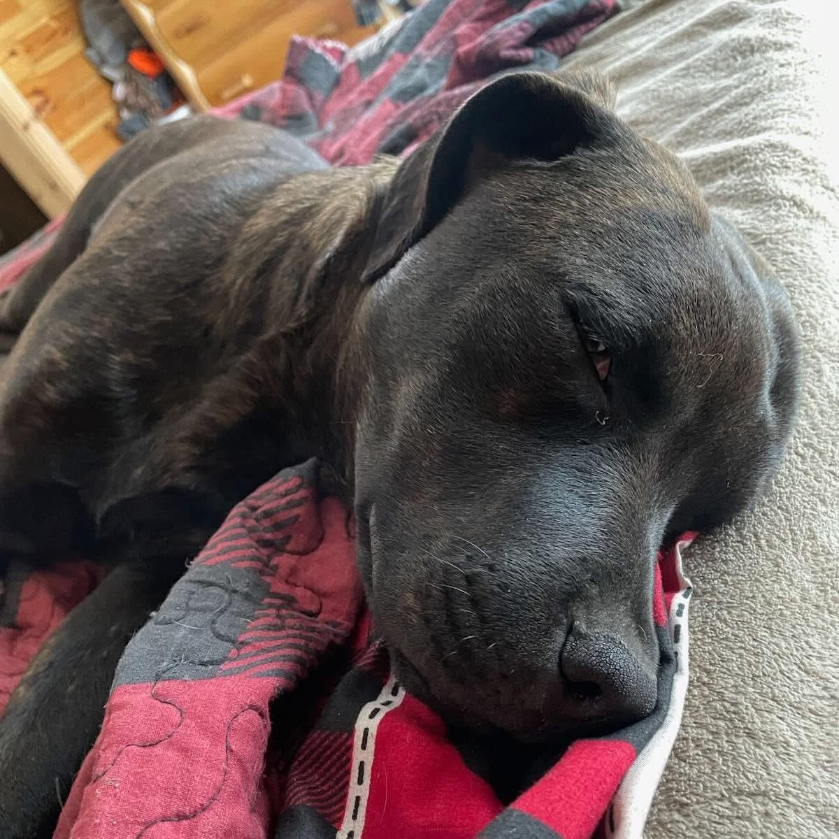 Max, an adoptable Rottweiler, Pit Bull Terrier in Midland, MI, 48642 | Photo Image 3