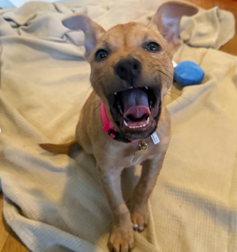 Enlarge Clover, a ADOPTABLE mixed breed in TEMECULA, CA image 3/5