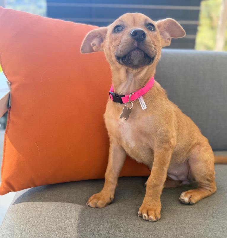 Enlarge Clover, a ADOPTABLE mixed breed in TEMECULA, CA image 2/5