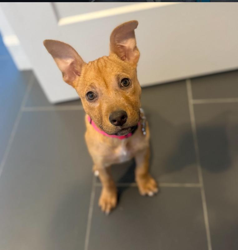 Clover, ADOPTABLE, Puppy Female Pit Bull Terrier.