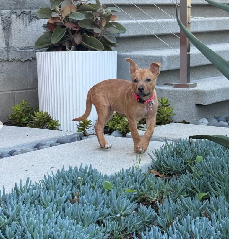 Enlarge Clover, a ADOPTABLE mixed breed in TEMECULA, CA image 4/5