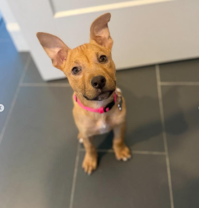 Enlarge Clover, a ADOPTABLE mixed breed in TEMECULA, CA image 5/5