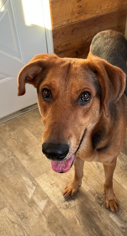 Hunter, Adoptable, Adult Male German Shepherd Dog & Black and Tan Coonhound.