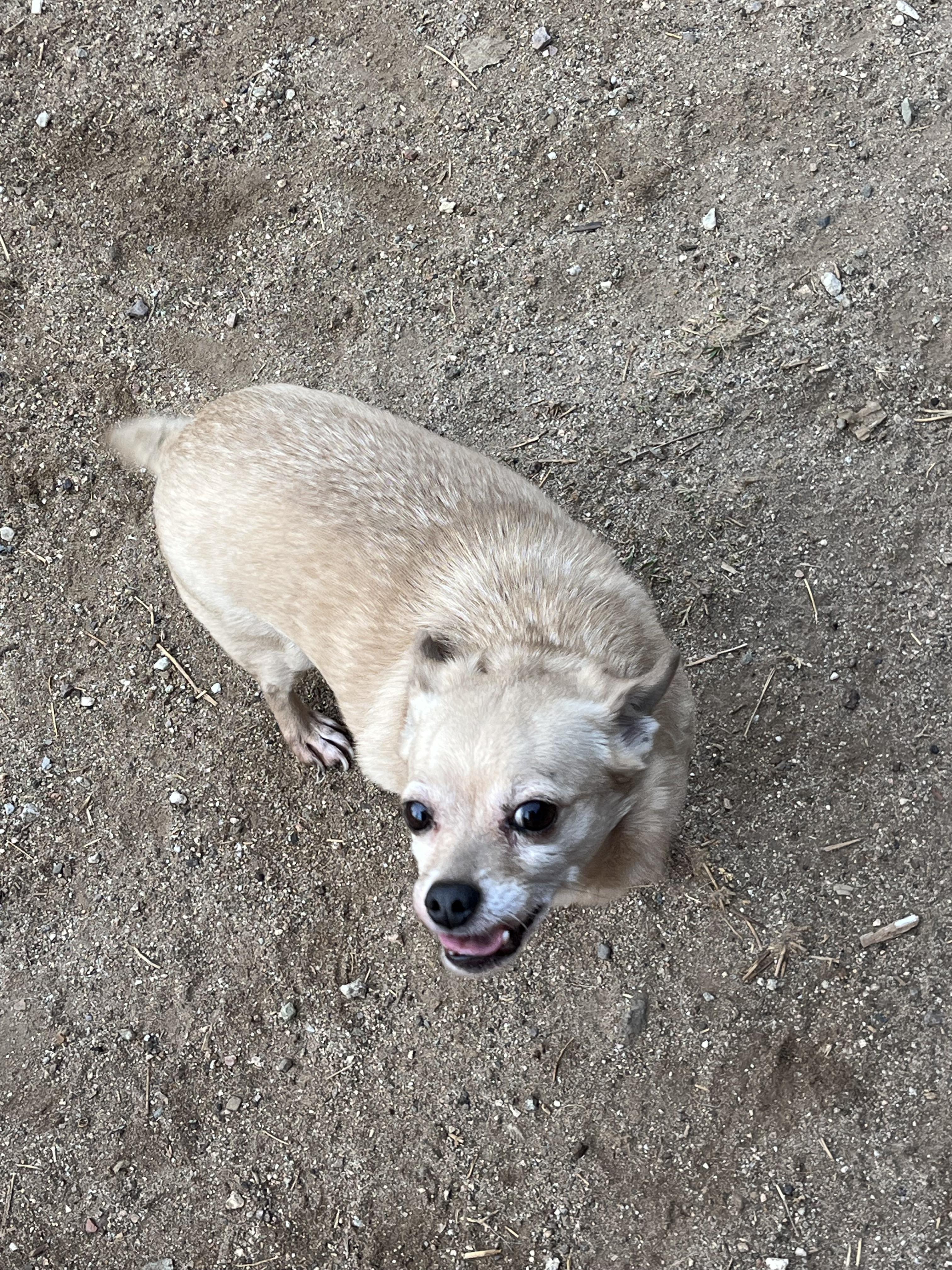 Enlarge CHICO, a ADOPTABLE Chihuahua in Palmdale, CA image 1/3