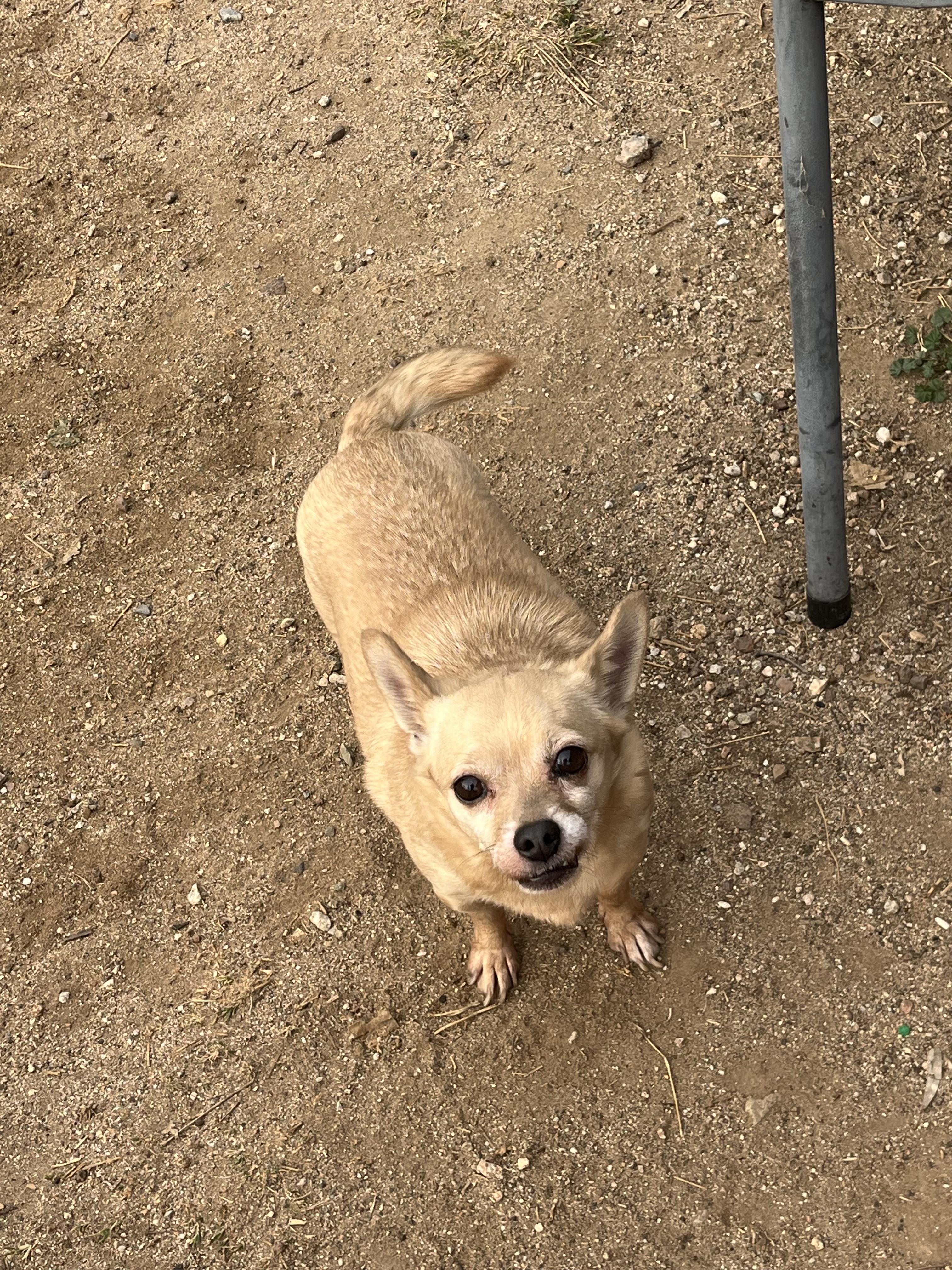 Enlarge CHICO, a ADOPTABLE Chihuahua in Palmdale, CA image 2/3