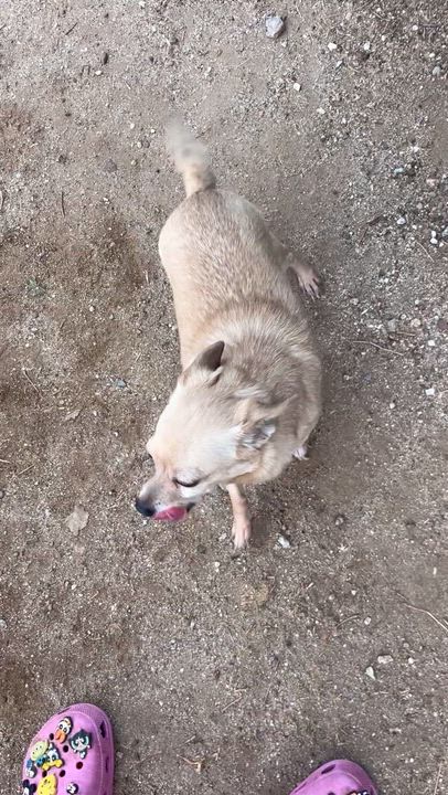 Enlarge CHICO, a ADOPTABLE Chihuahua in Palmdale, CA video 3/3