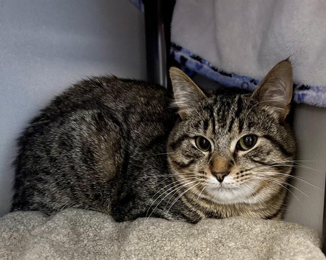 AUSTIN, Adoptable, Young Male Domestic Short Hair.