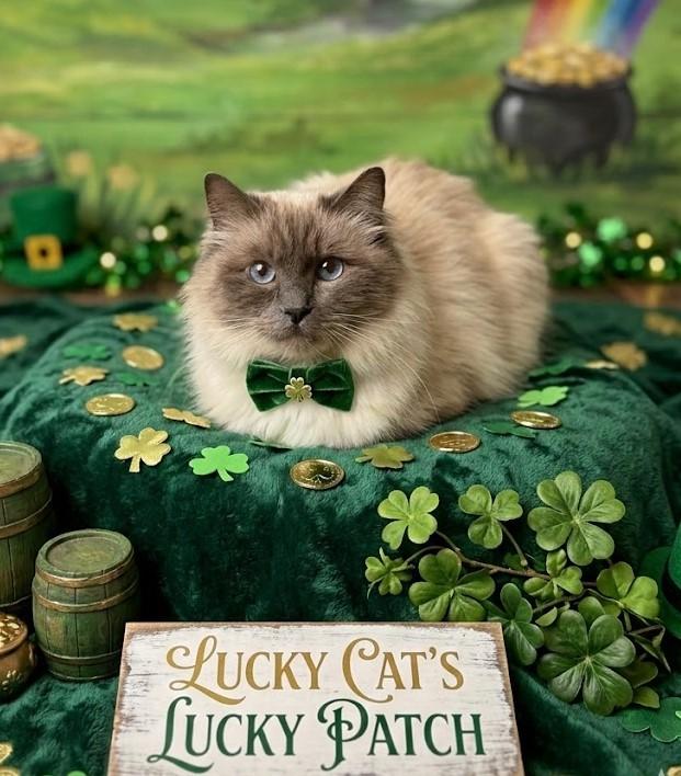 Sinatra, an adoptable Himalayan in Mississauga, ON image 1/2