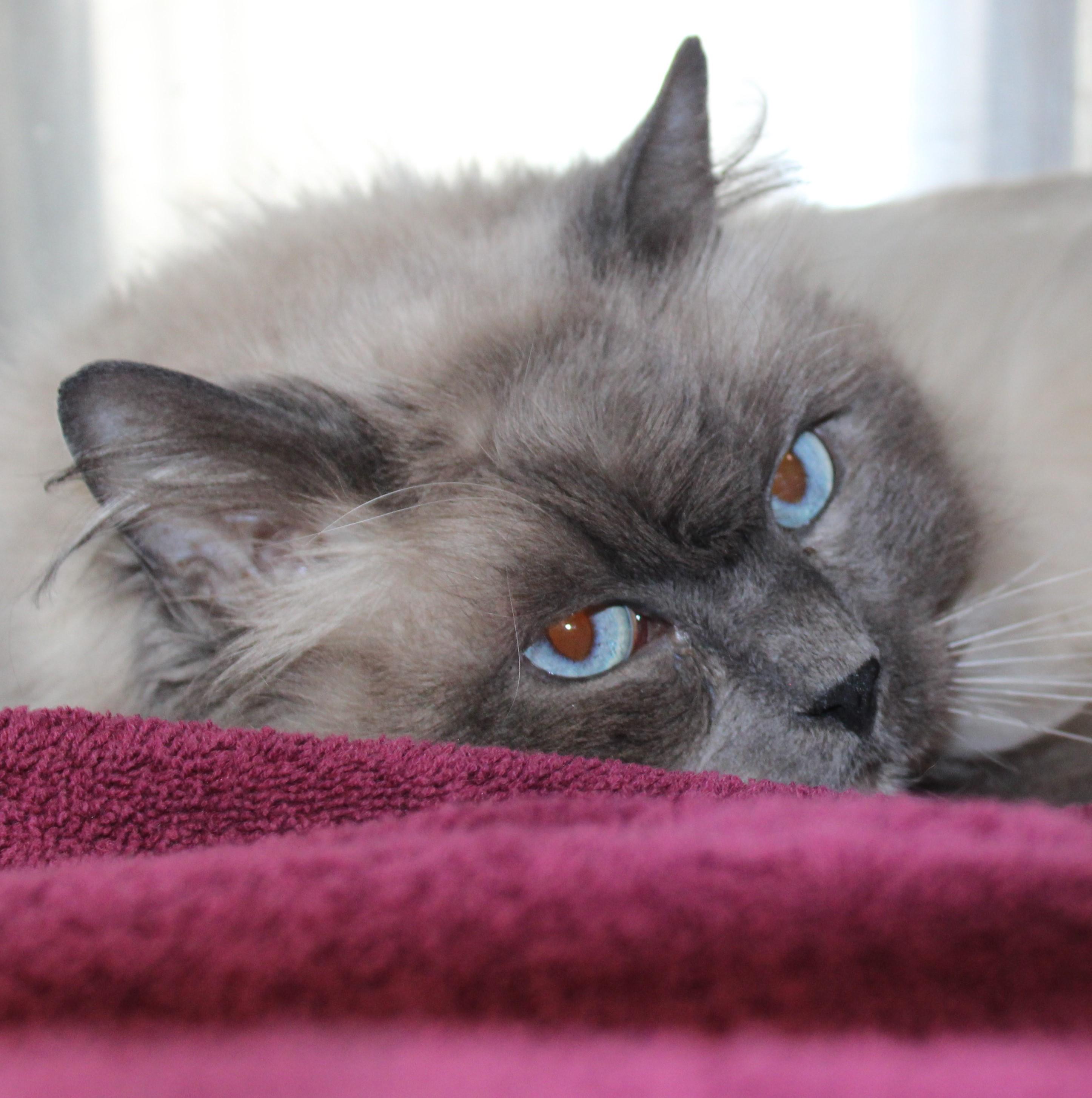 Sinatra, an adoptable Himalayan in Mississauga, ON image 2/2