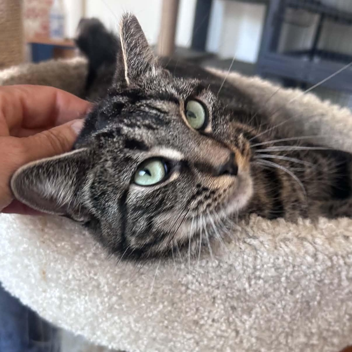 Nell (petite), ADOPTABLE, Young Female Tabby.
