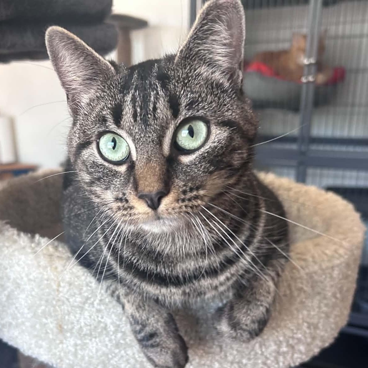 Nell (petite), a ADOPTABLE Tabby in Huntington, NY image 2/4