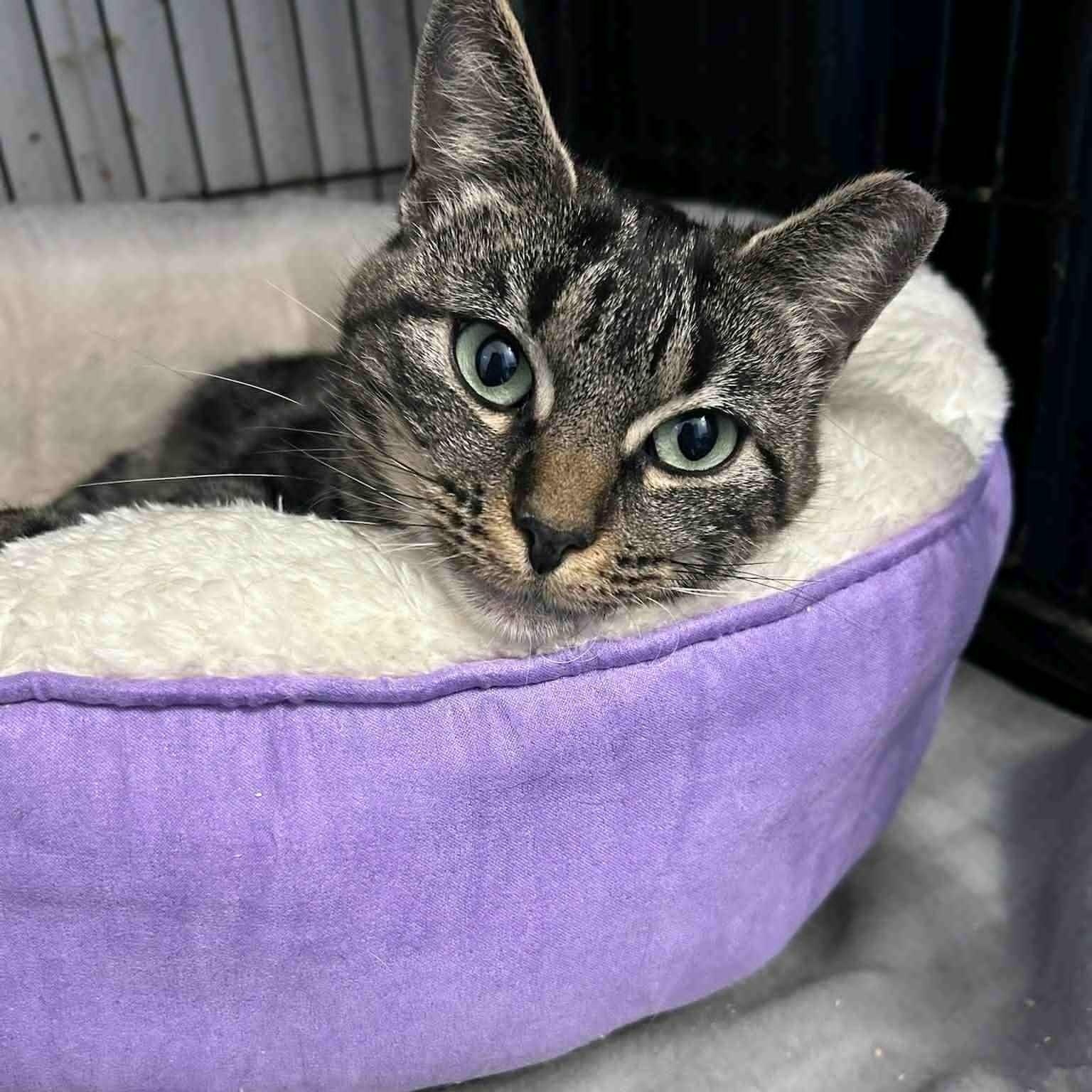 Nell (petite), a ADOPTABLE Tabby in Huntington, NY image 3/4