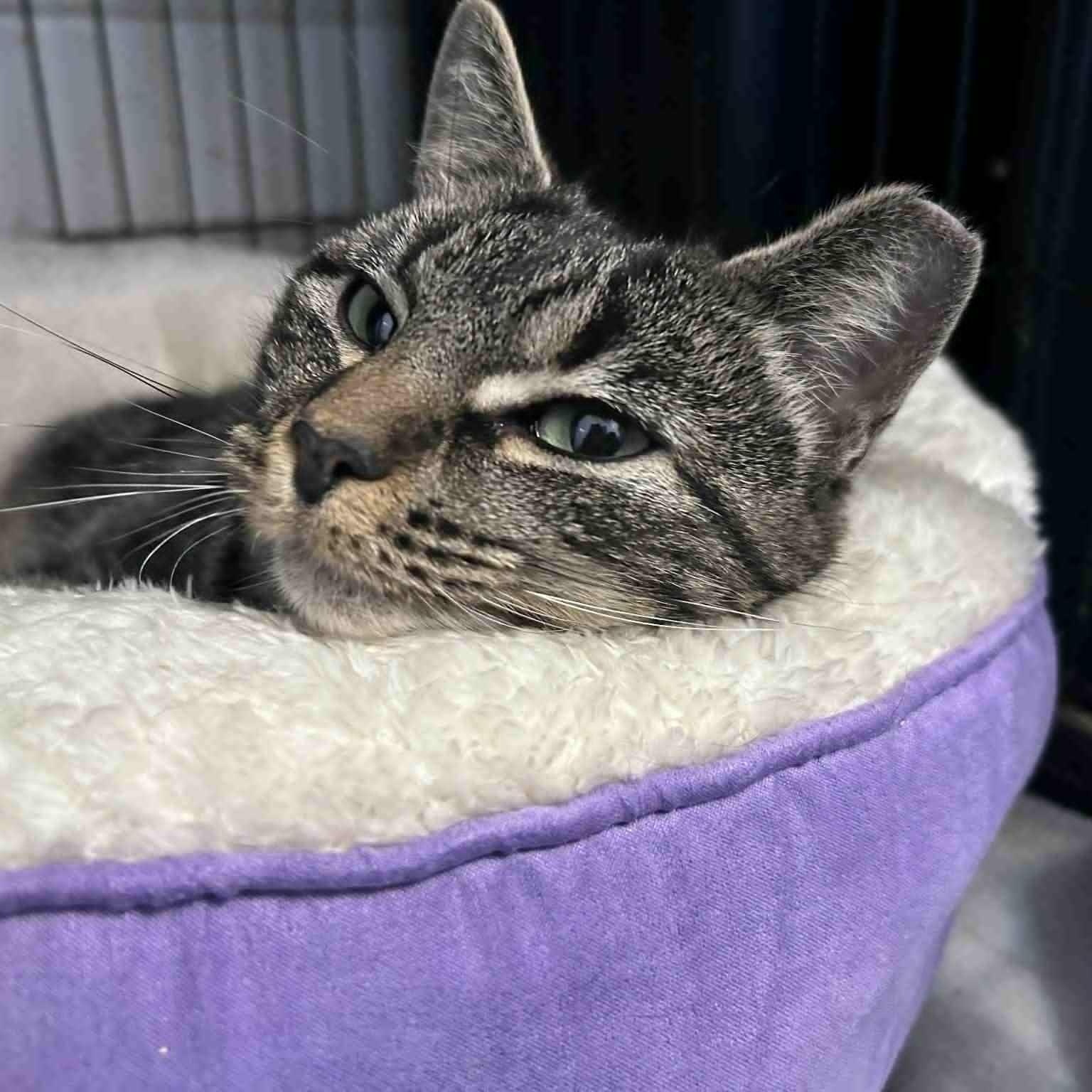 Nell (petite), a ADOPTABLE Tabby in Huntington, NY image 4/4