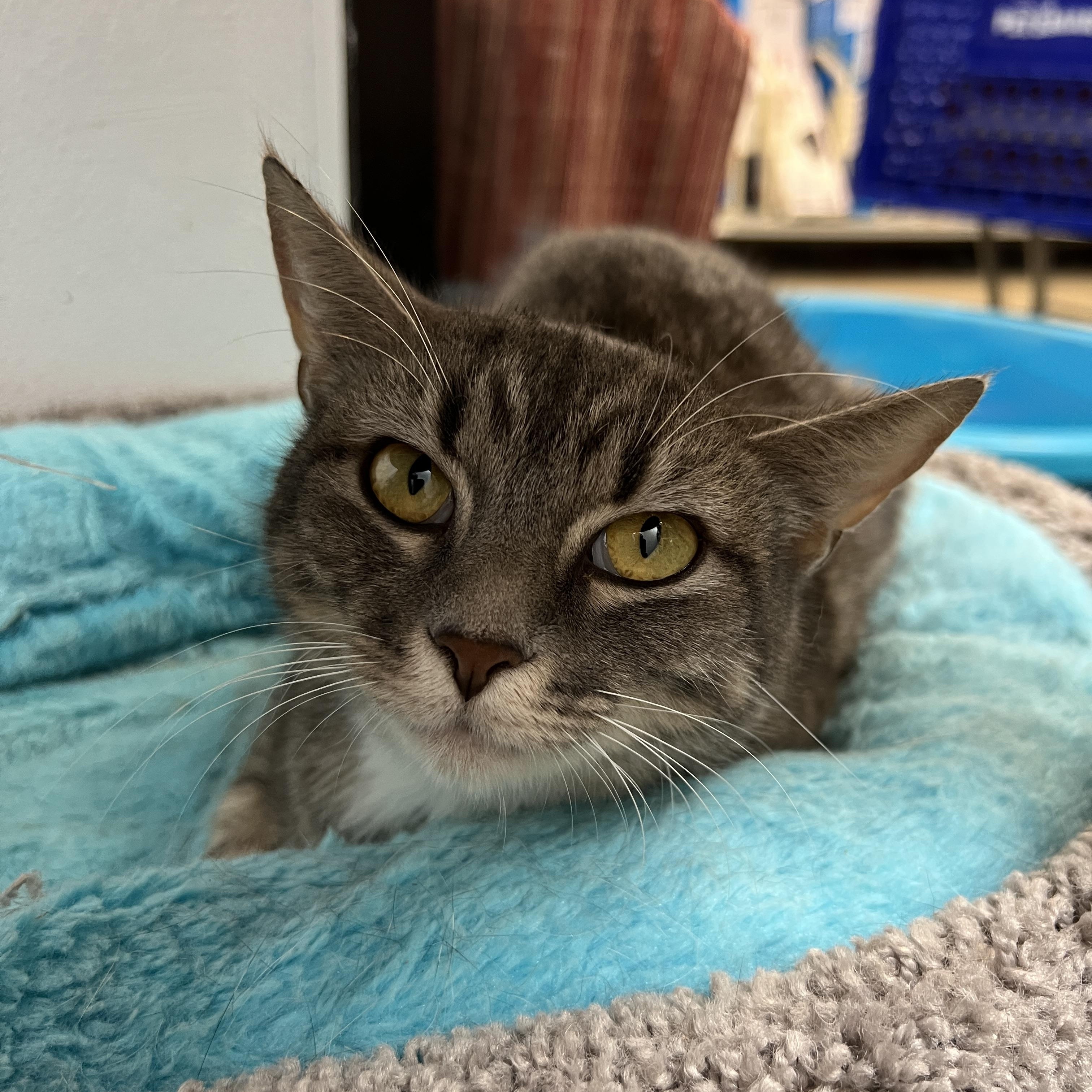 Asha, ADOPTABLE, Adult Female Domestic Short Hair.