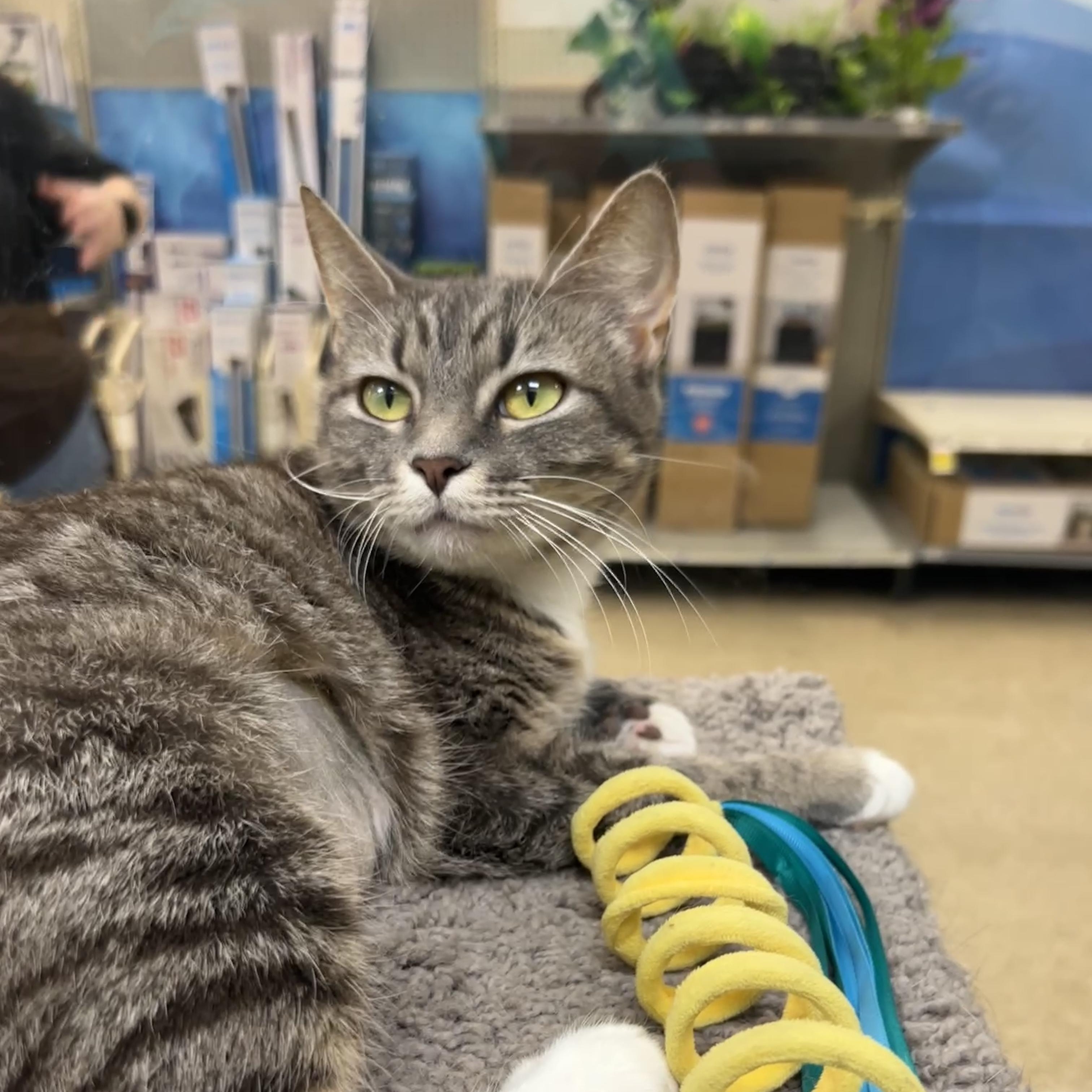 Asha, ADOPTABLE, Adult Female Domestic Short Hair.