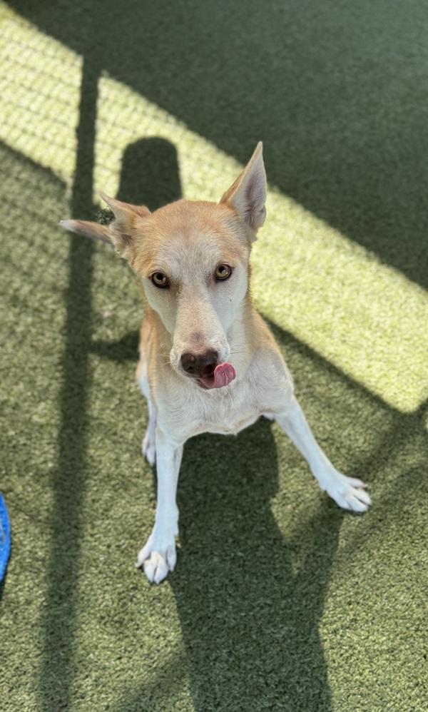 Enlarge Hickory, a Adoptable mixed breed in Lafayette, LA image 1/6
