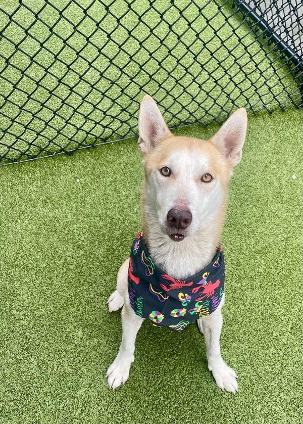 Enlarge Hickory, a Adoptable mixed breed in Lafayette, LA image 2/6