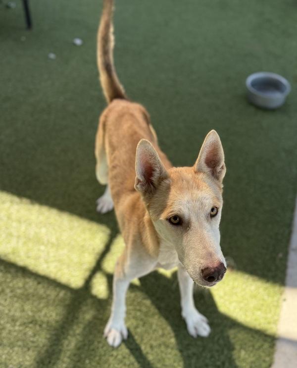 Enlarge Hickory, a Adoptable mixed breed in Lafayette, LA image 4/6