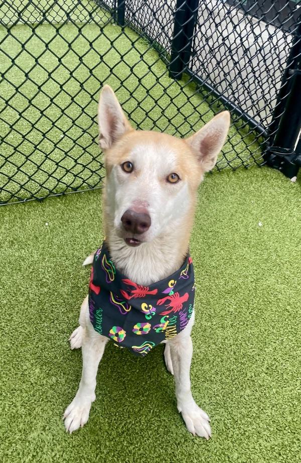 Enlarge Hickory, a Adoptable mixed breed in Lafayette, LA image 5/6