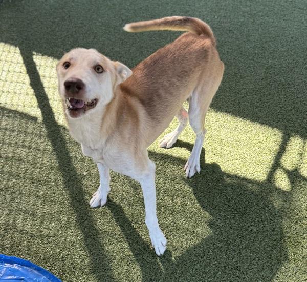 Enlarge Hickory, a Adoptable mixed breed in Lafayette, LA image 6/6